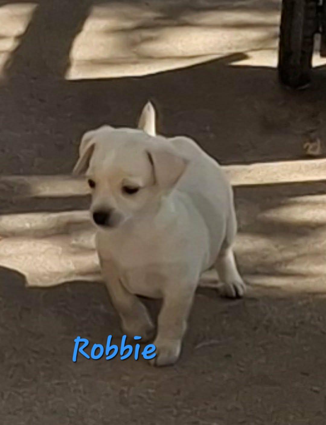 Robbie