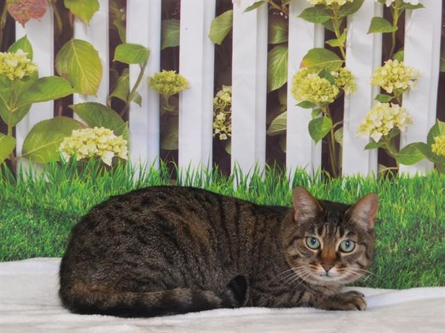 BABY, Adoptable, Senior Female Domestic Short Hair & Domestic Short Hair.