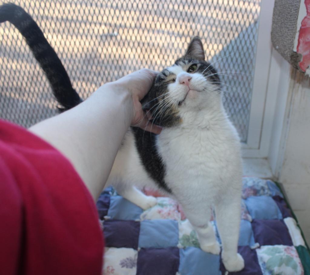 Terrance, Adoptable, Adult Male Domestic Short Hair.