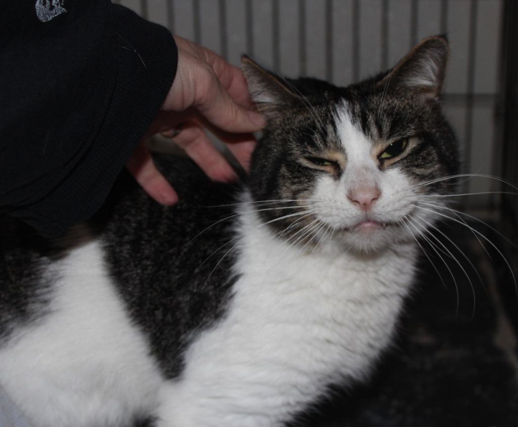 Terrance, Adoptable, Adult Male Domestic Short Hair.