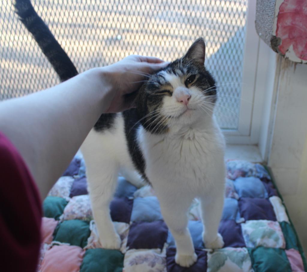 Terrance (long term resident), Adoptable, Adult Male Domestic Short Hair.