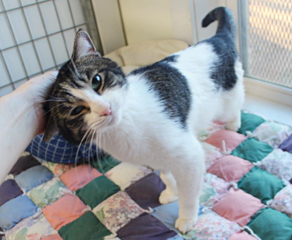 Enlarge Terrance, a Adoptable mixed breed in Saint James, MN image 3/4