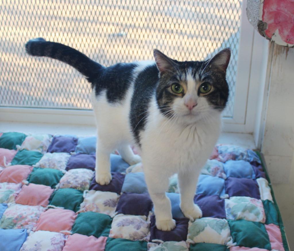 Enlarge Terrance, a Adoptable mixed breed in Saint James, MN image 4/4