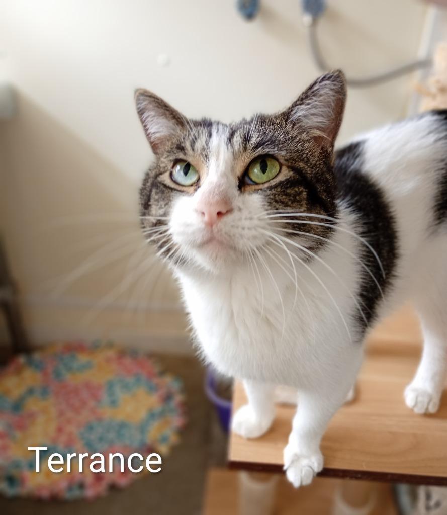 Enlarge Terrance (long term resident), a Adoptable mixed breed in Saint James, MN image 4/4