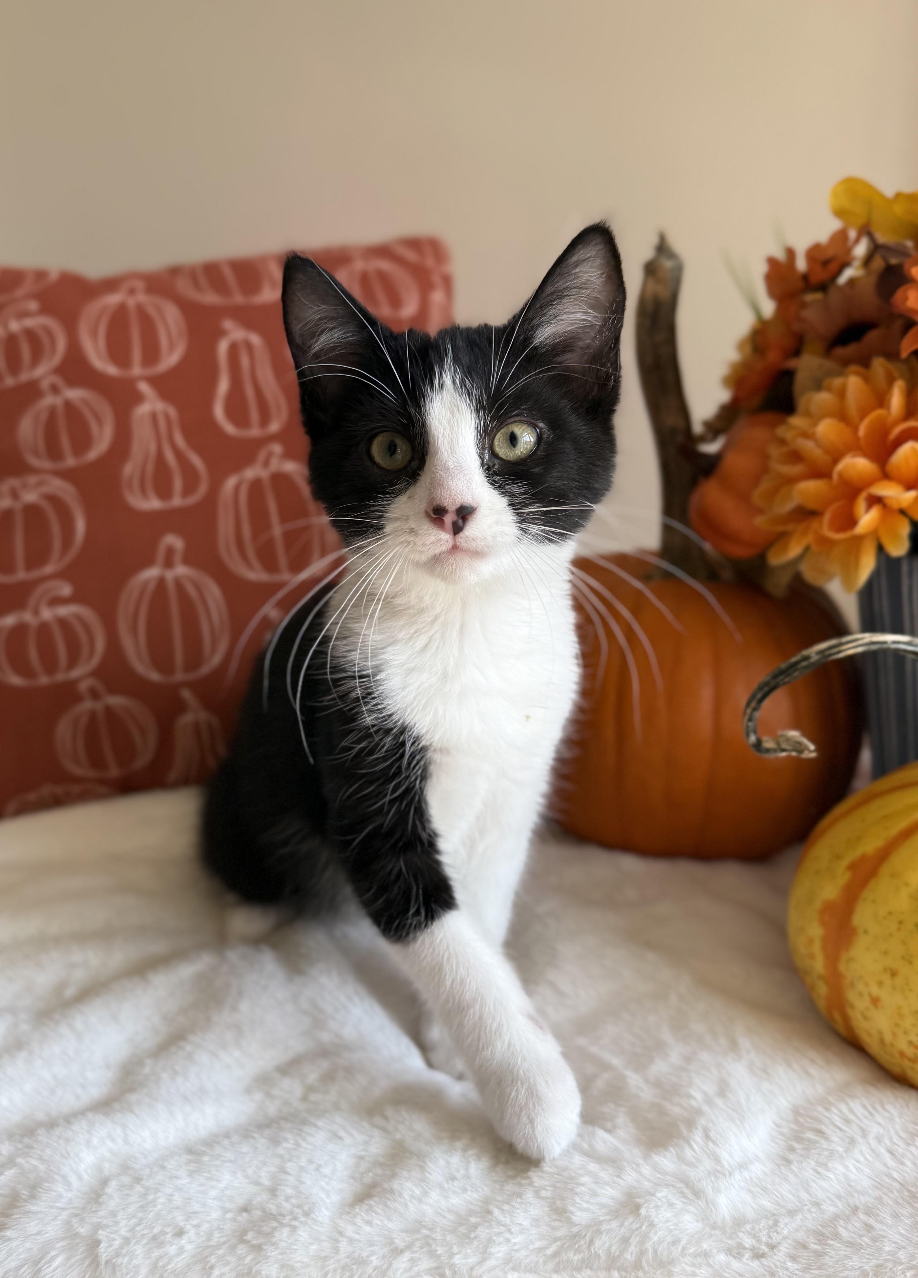 Plutarch, Adoptable, Young Male Domestic Short Hair.