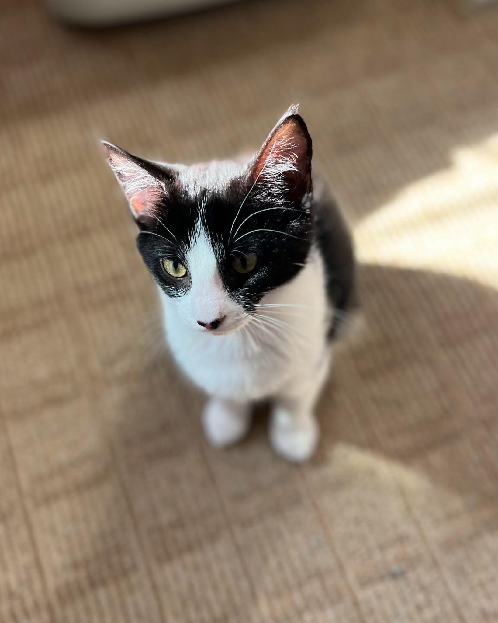Enlarge Plutarch, a Adoptable Domestic Short Hair in Manchester, MD image 2/4