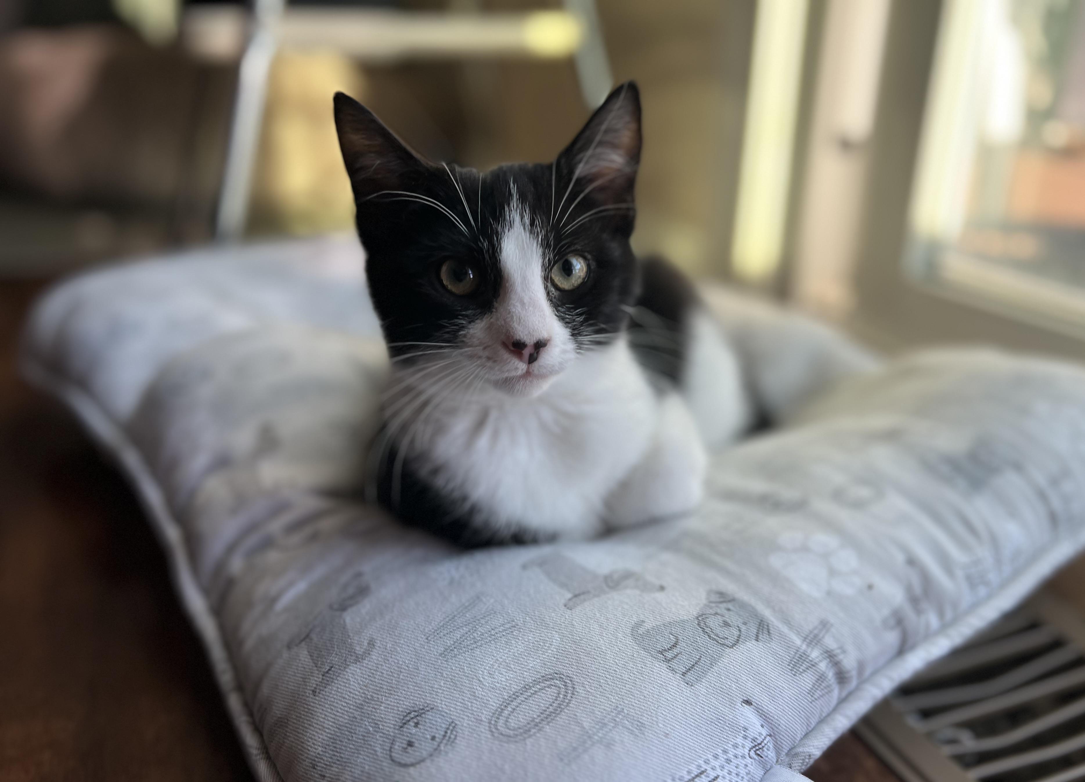 Enlarge Plutarch, a Adoptable Domestic Short Hair in Manchester, MD image 3/4