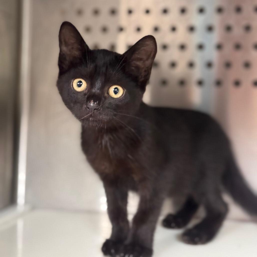 Edsel, Adoptable, Kitten Male Domestic Short Hair.