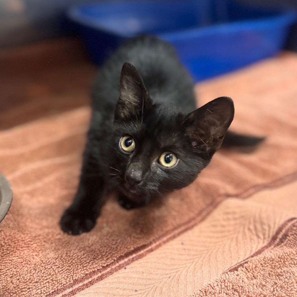 Edsel, a Adoptable Domestic Short Hair in Starkville, MS image 2/2