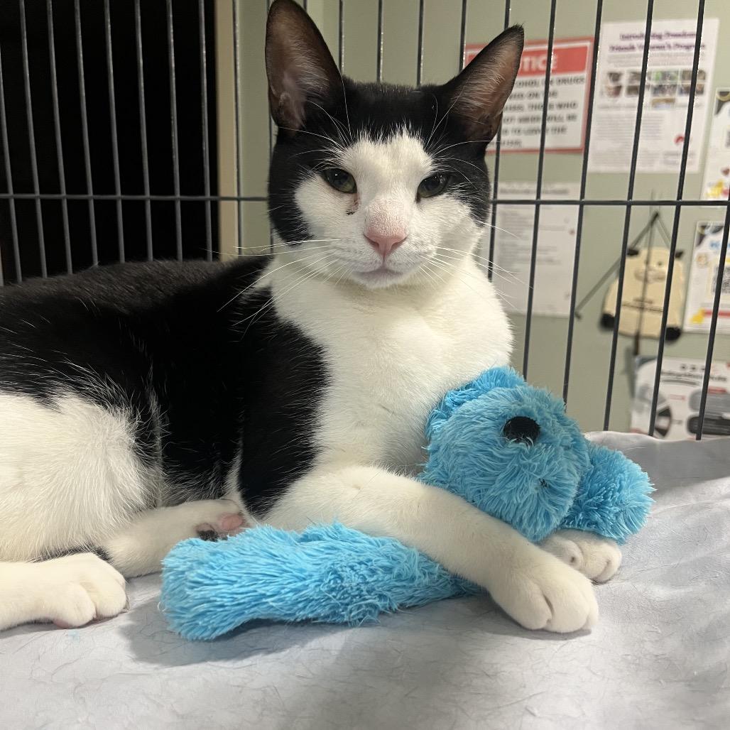 Pepper, Adoptable, Young Female Domestic Short Hair.