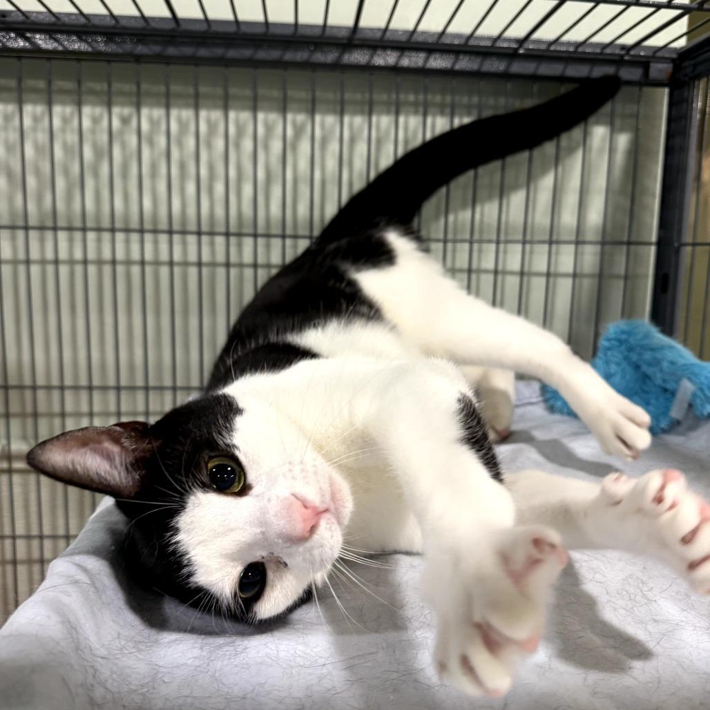 Enlarge Pepper, a Adoptable Domestic Short Hair in Waldorf, MD image 2/4