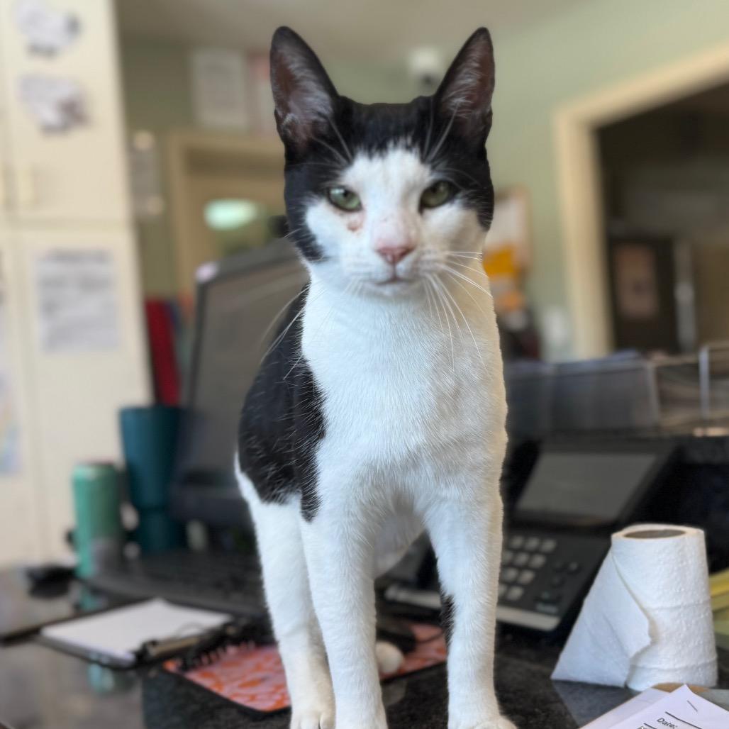 Enlarge Pepper, a Adoptable Domestic Short Hair in Waldorf, MD image 3/4