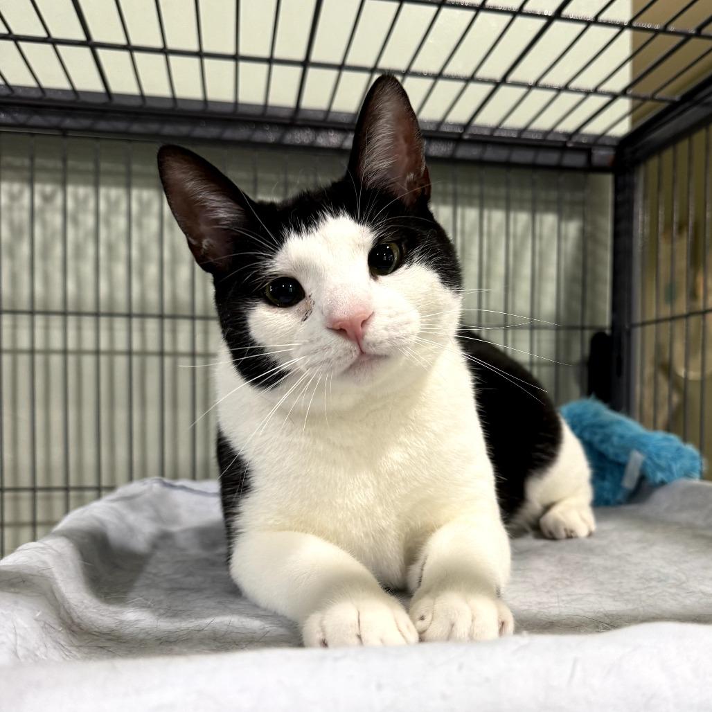 Enlarge Pepper, a Adoptable Domestic Short Hair in Waldorf, MD image 4/4