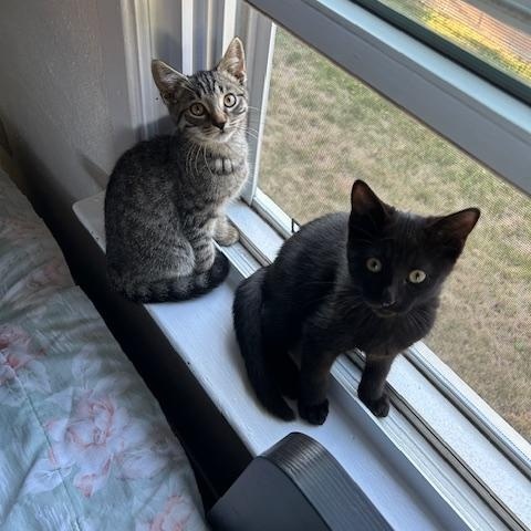 PECAN, Adoptable, Young Female Tabby.