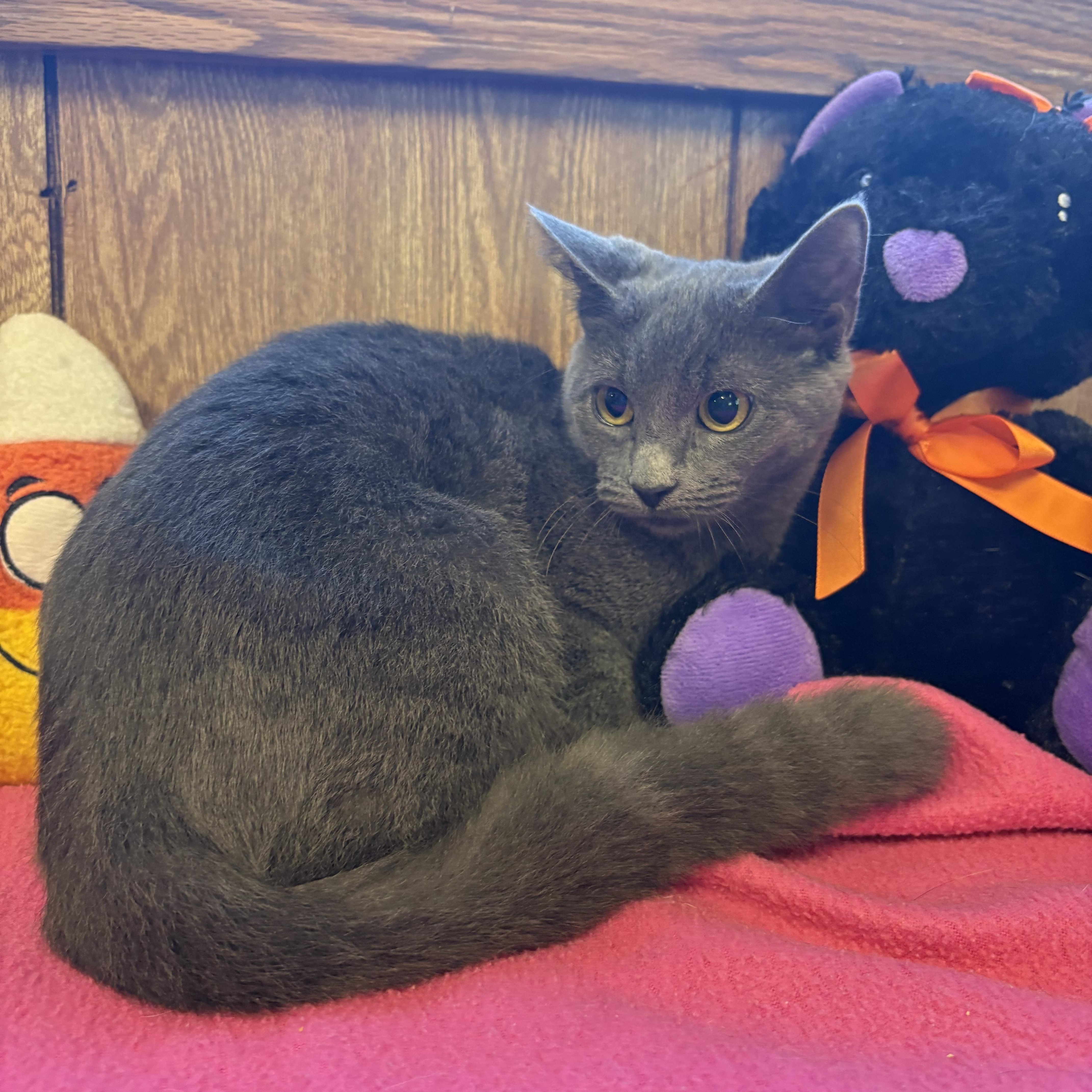 Enlarge Shirley, a Adoptable Domestic Short Hair in Linden, NJ image 2/6