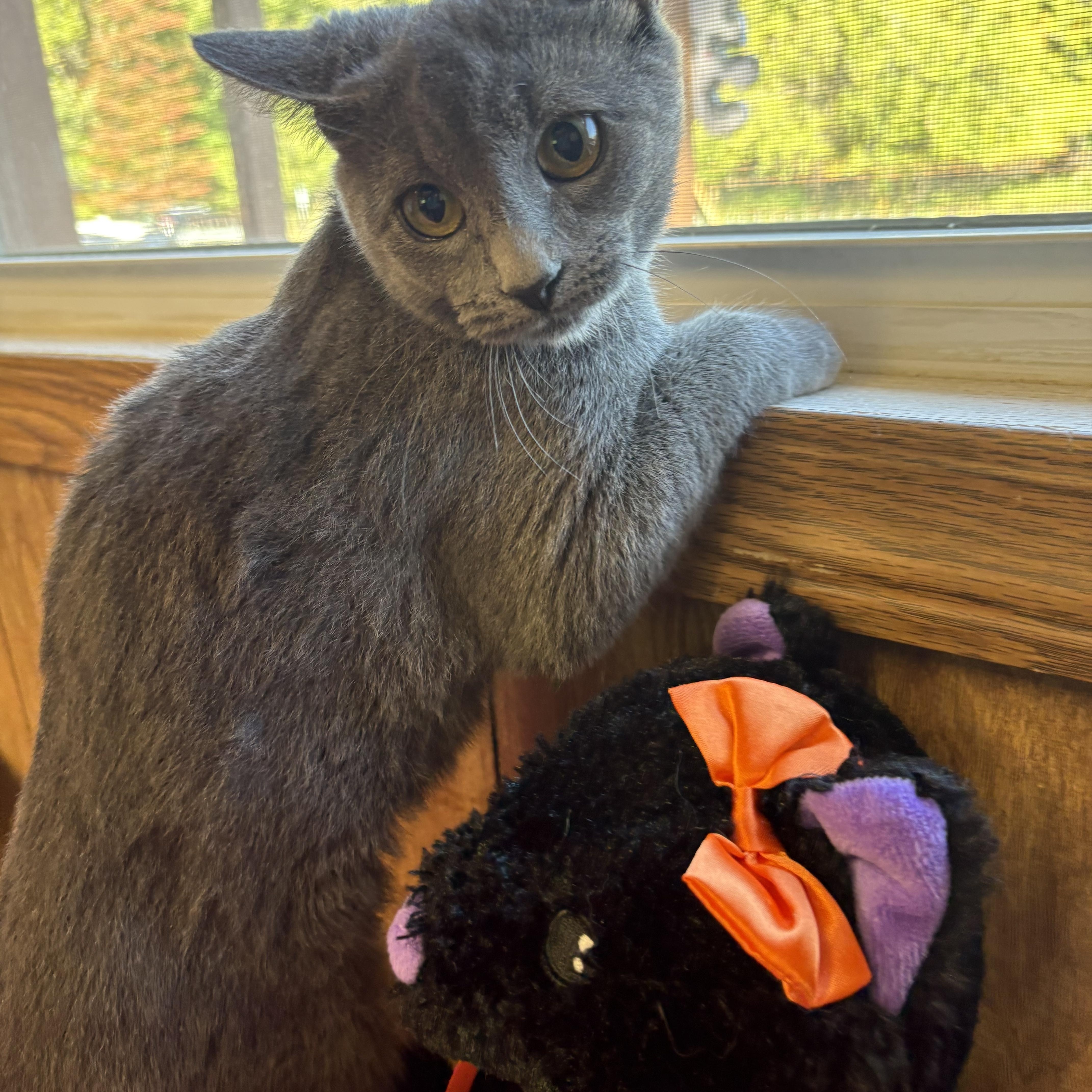 Enlarge Shirley, a Adoptable Domestic Short Hair in Linden, NJ image 3/6