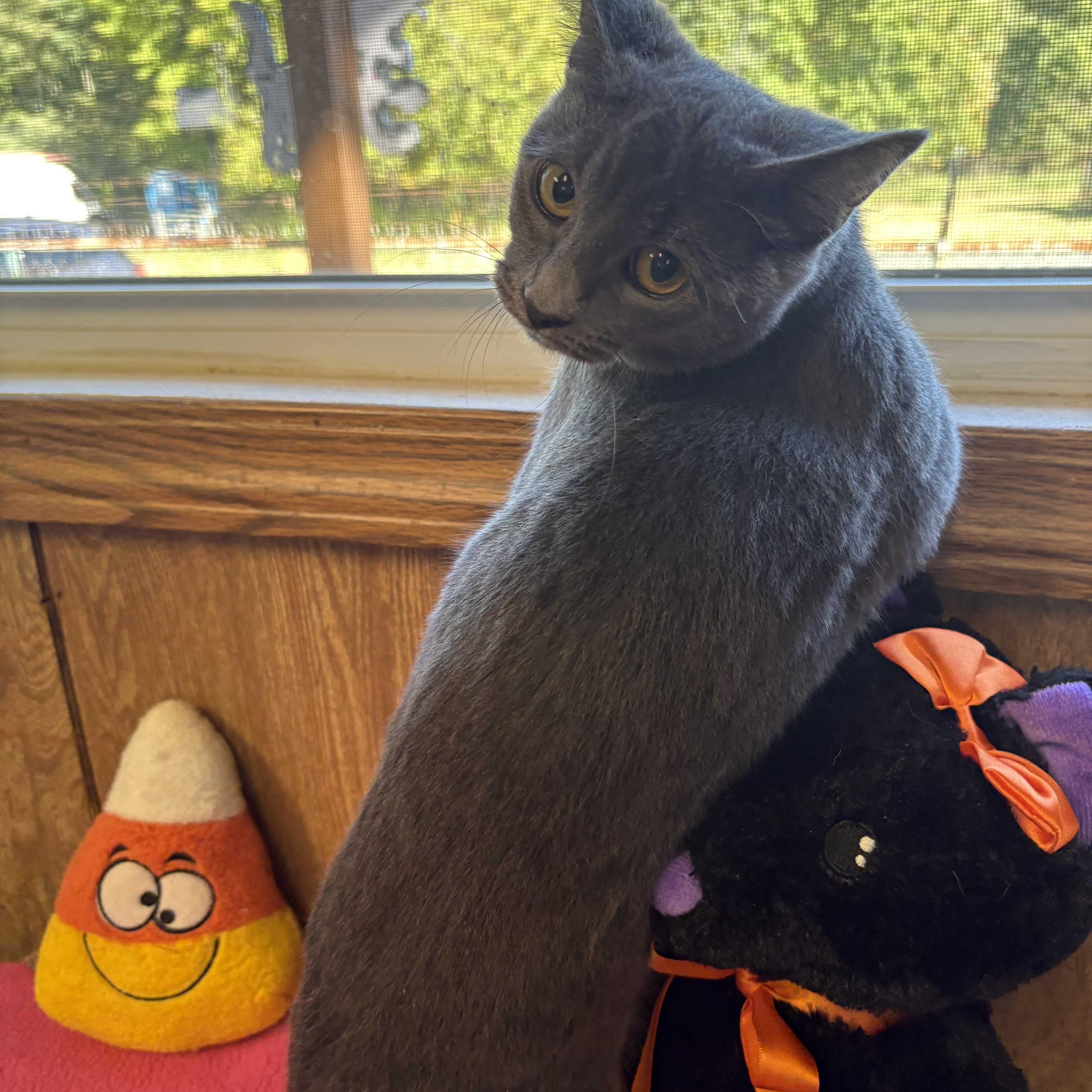 Enlarge Shirley, a Adoptable Domestic Short Hair in Linden, NJ image 4/6