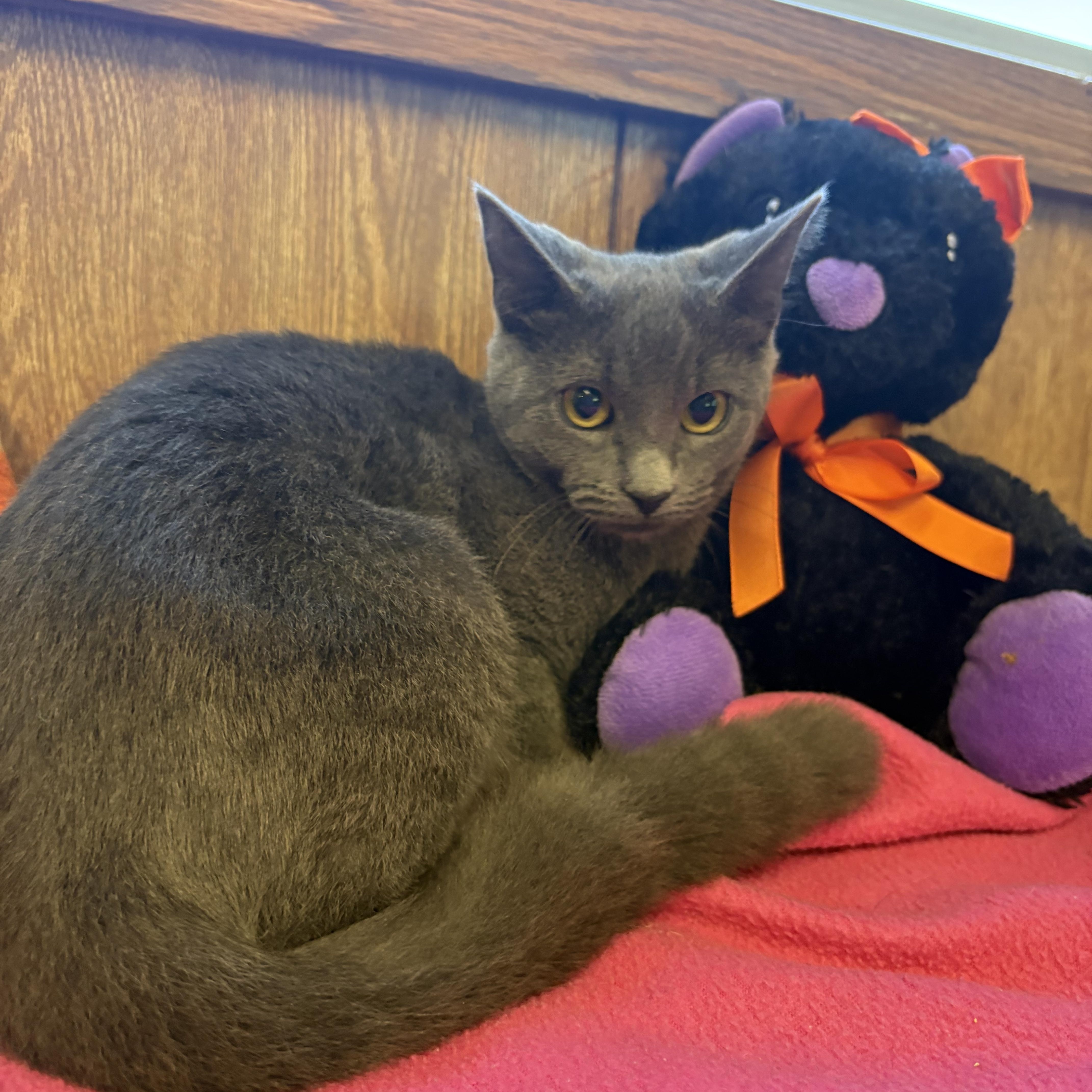 Enlarge Shirley, a Adoptable Domestic Short Hair in Linden, NJ image 5/6