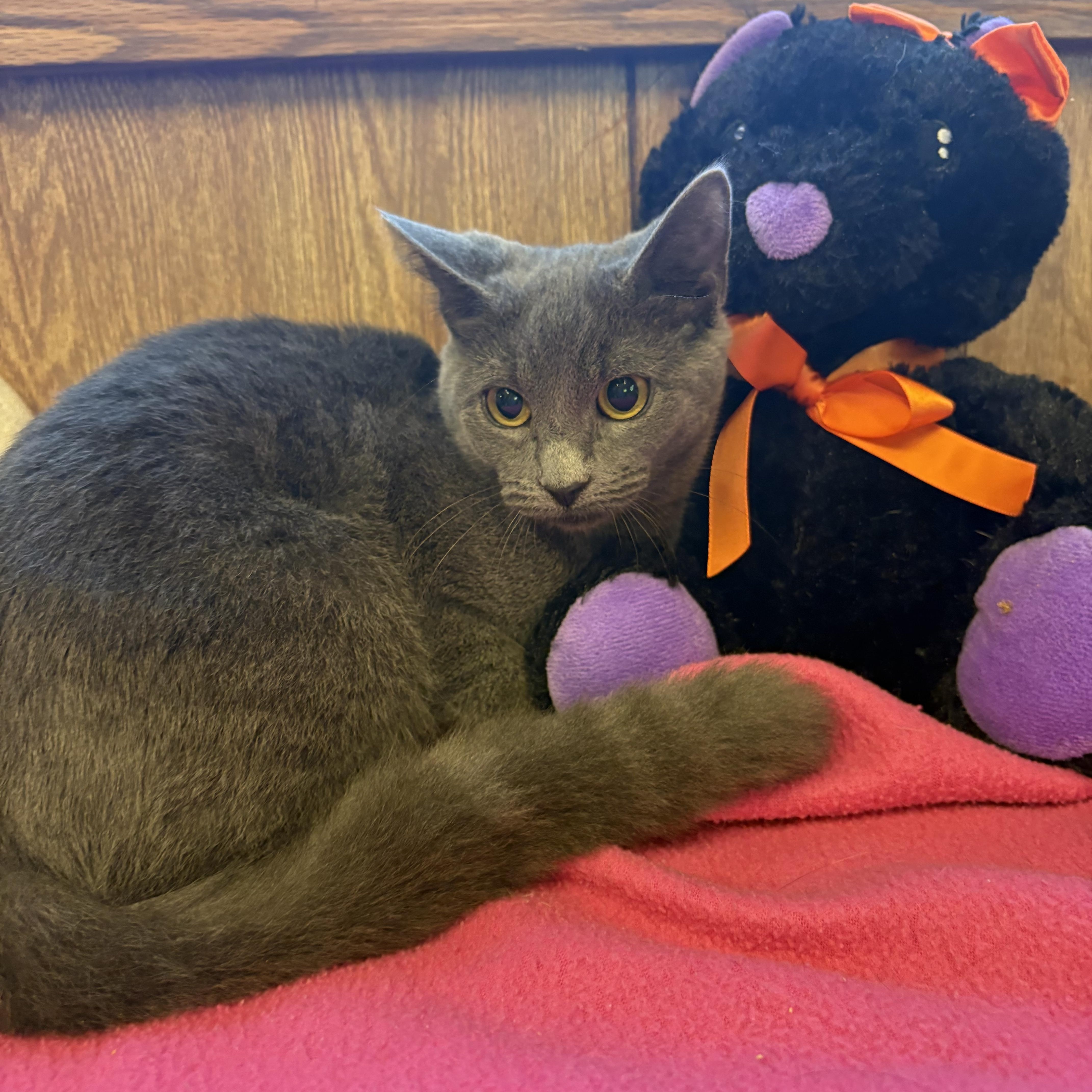 Enlarge Shirley, a Adoptable Domestic Short Hair in Linden, NJ image 6/6