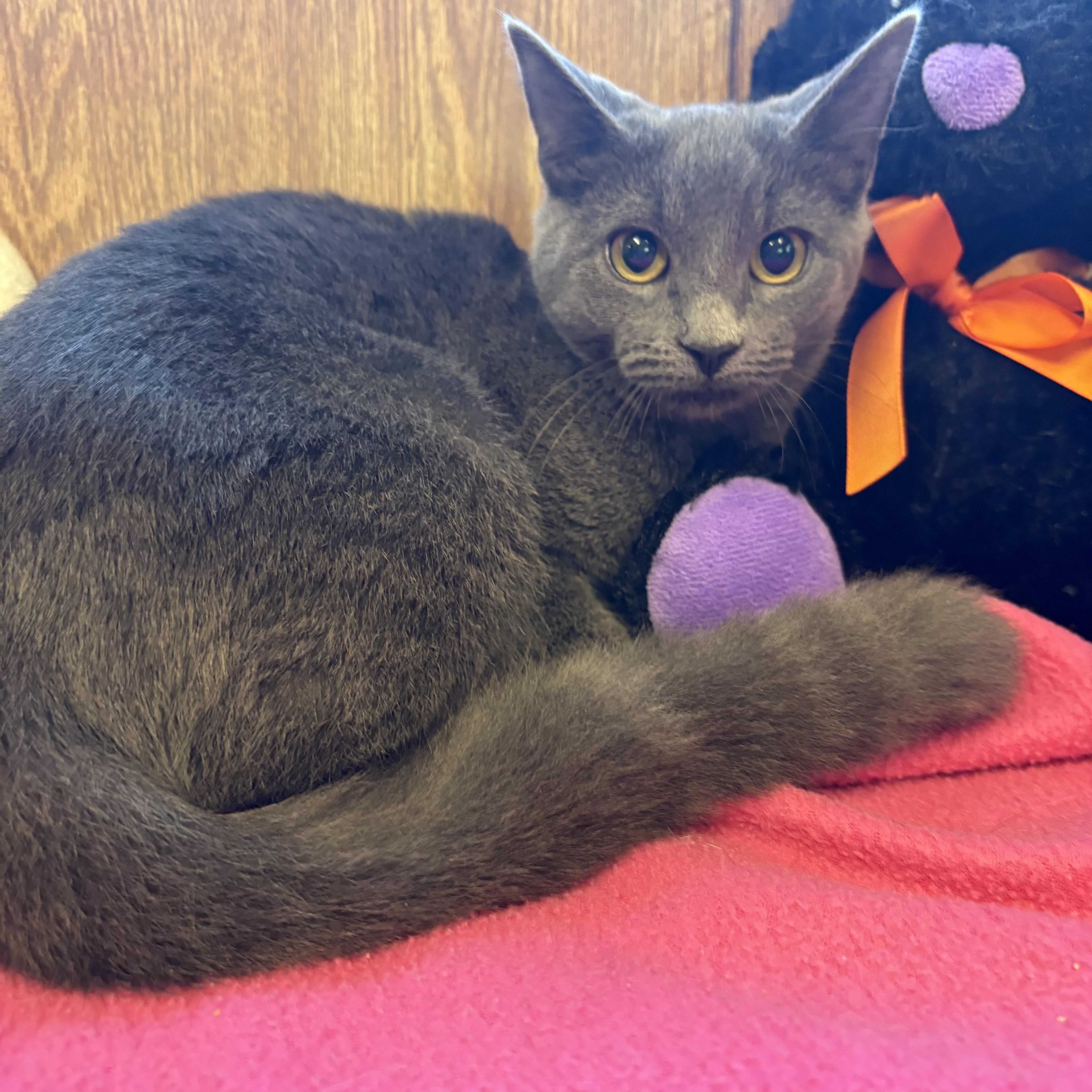 Enlarge Shirley, a Adoptable Domestic Short Hair in Linden, NJ image 1/6