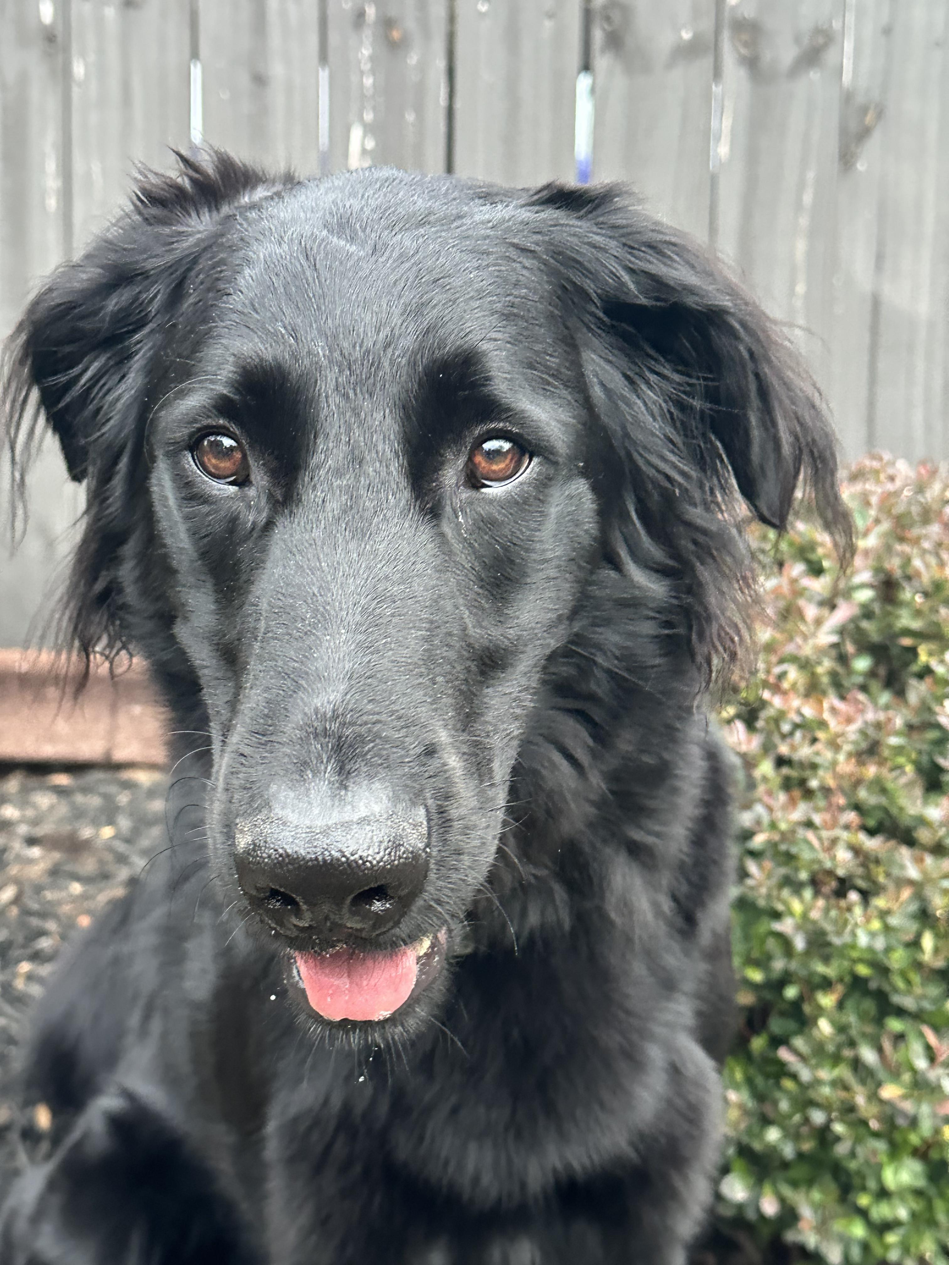 Enlarge Jones, a Adopted mixed breed in Landrum, SC image 1/6