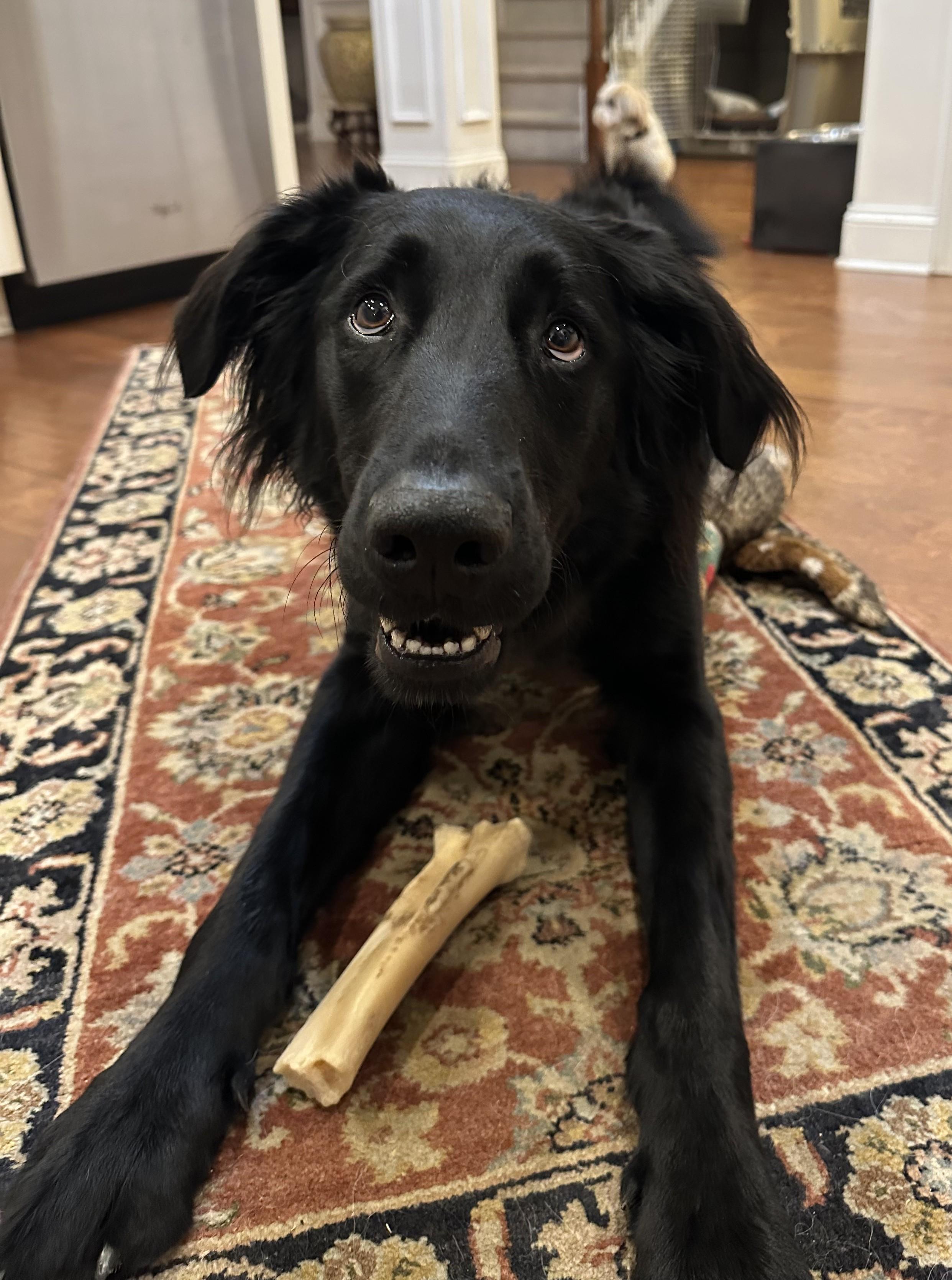 Enlarge Jones, a Adopted mixed breed in Landrum, SC image 3/6