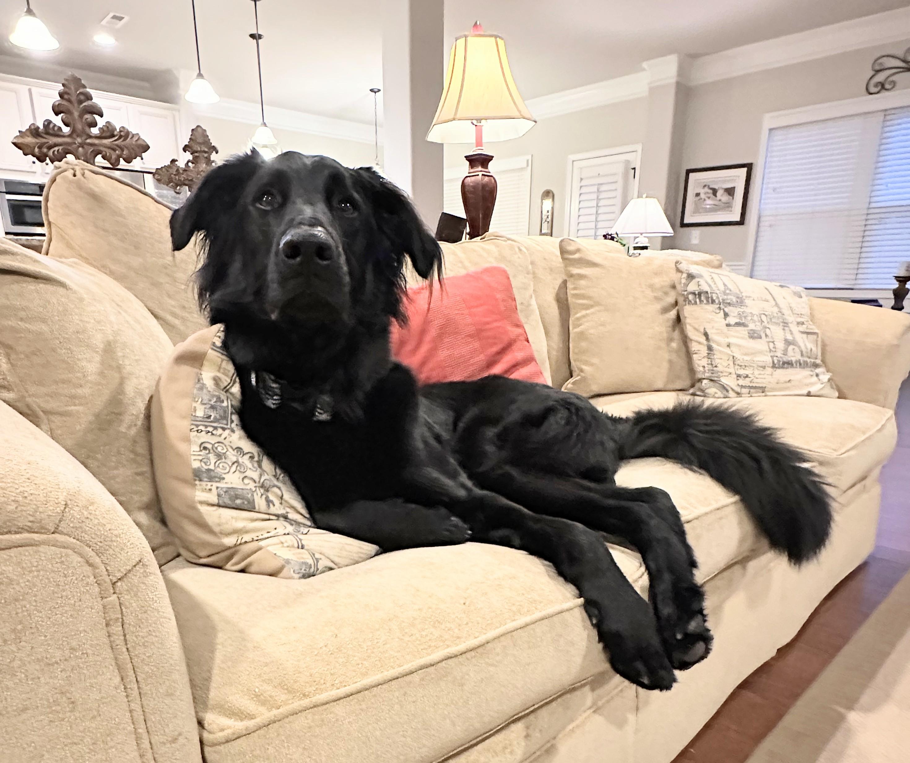 Enlarge Jones, a Adopted mixed breed in Landrum, SC image 5/6