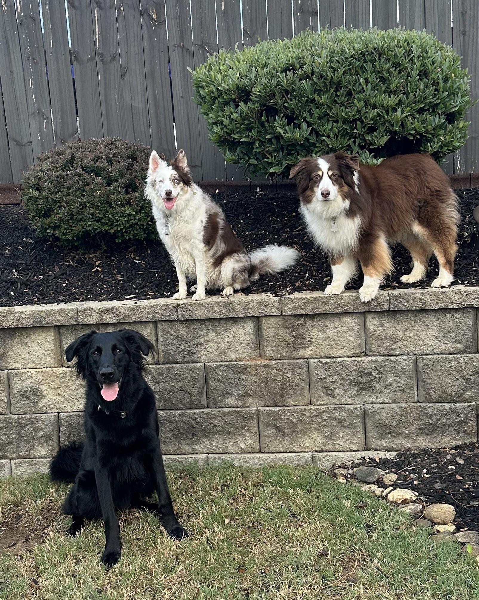 Enlarge Jones, a Adopted mixed breed in Landrum, SC image 6/6