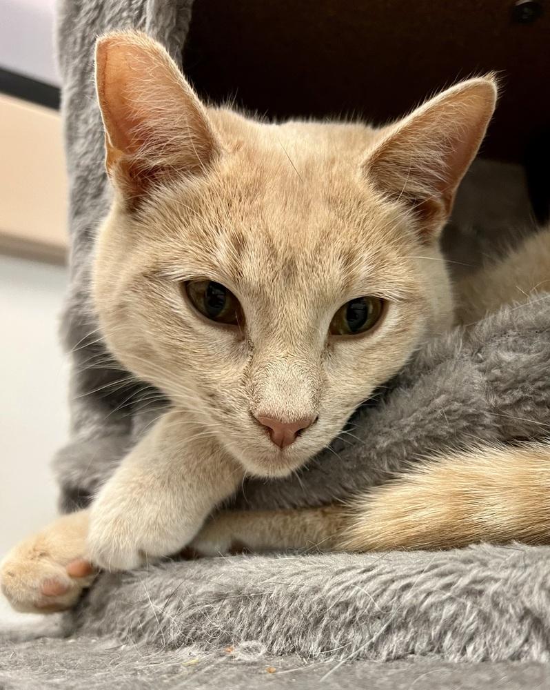 Enlarge Sunny, a Adoptable Domestic Short Hair in Lancaster, CA image 1/3