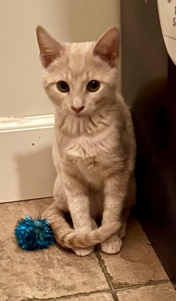 Sunny, Adoptable, Kitten Female Domestic Short Hair.