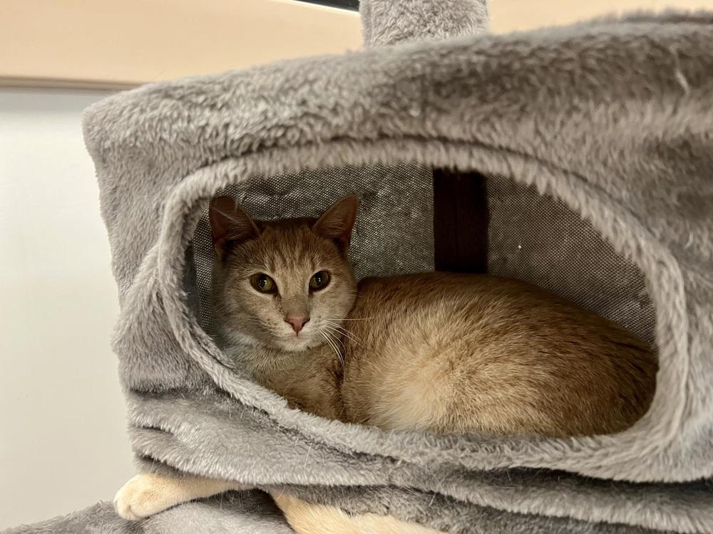 Enlarge Sunny, a Adoptable Domestic Short Hair in Lancaster, CA image 3/3