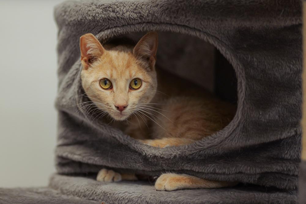 Sunny, a Adoptable Domestic Short Hair in Lancaster, CA image 4/6