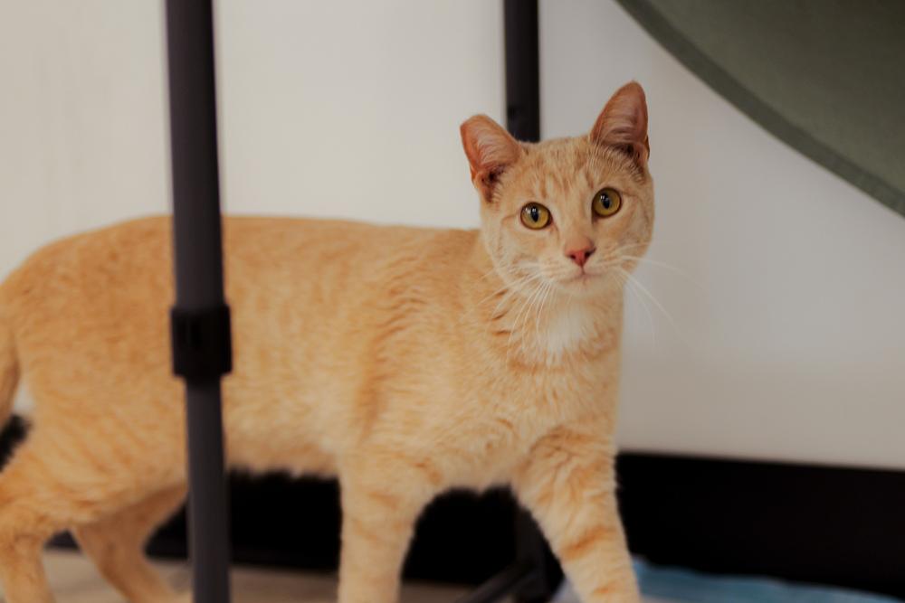 Sunny, a Adoptable Domestic Short Hair in Lancaster, CA image 5/6