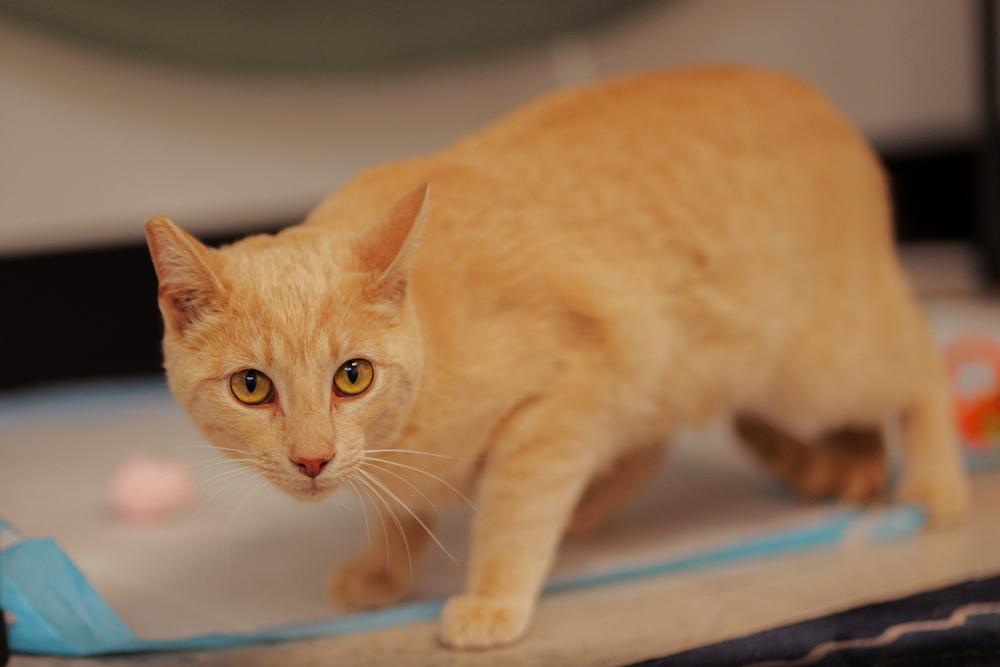 Sunny, a Adoptable Domestic Short Hair in Lancaster, CA image 6/6