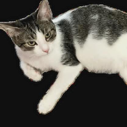 Chansee, a Adoptable Domestic Short Hair in Charlottesville, VA image 2/6