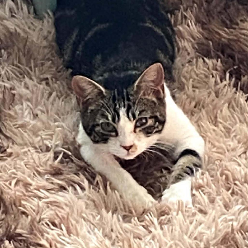 Chansee, a Adoptable Domestic Short Hair in Charlottesville, VA image 4/6