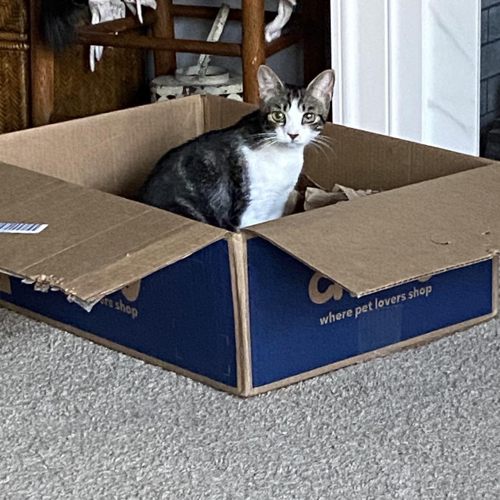 Chansee, a Adoptable Domestic Short Hair in Charlottesville, VA image 5/6