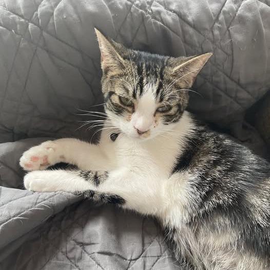 Chansee, a Adoptable Domestic Short Hair in Charlottesville, VA image 6/6