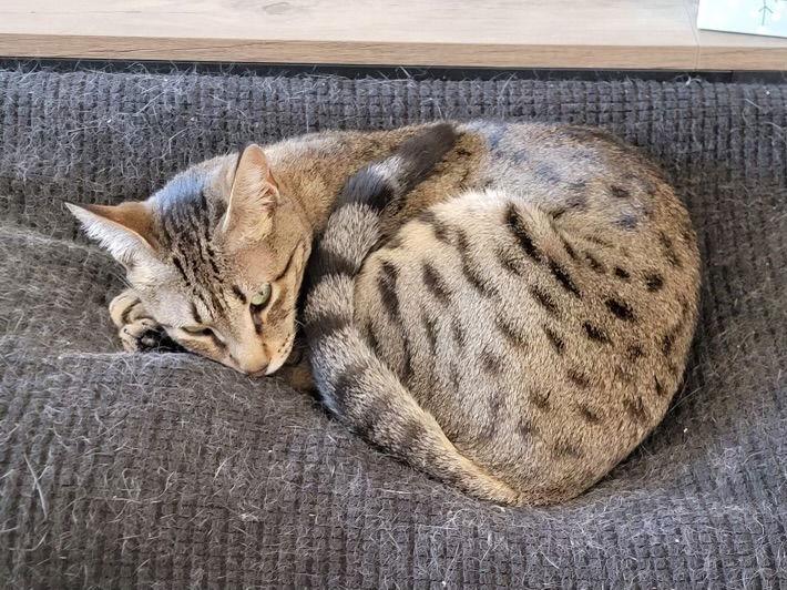 Sio (Napa HM), Adoptable, Adult Female Oriental Short Hair & Bengal.