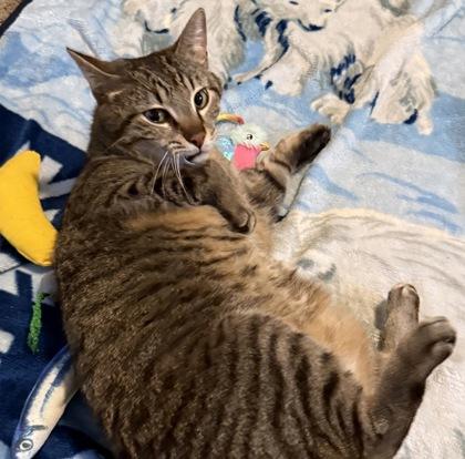 McDouble, Adoptable, Adult Male Domestic Short Hair & Domestic Short Hair.