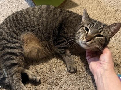 McDouble, a Adoptable mixed breed in Madison, WI image 2/3