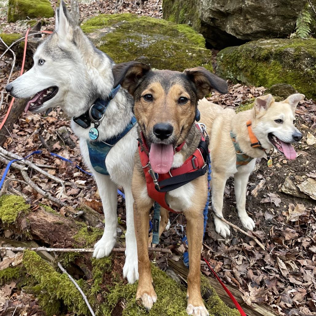 Enlarge Molly, a Adoptable Mixed Breed in South Burlington, VT image 2/6