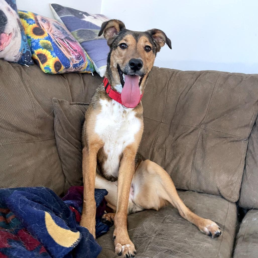 Enlarge Molly, a Adoptable Mixed Breed in South Burlington, VT image 2/6