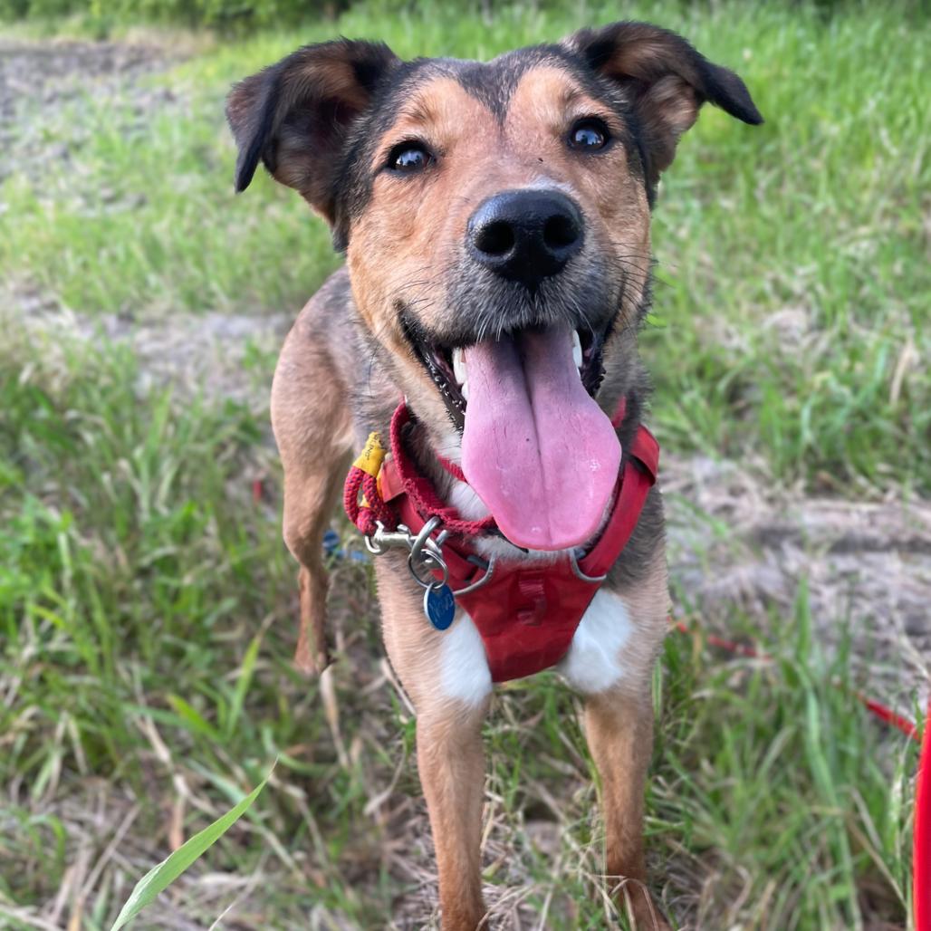 Enlarge Molly, a Adoptable Mixed Breed in South Burlington, VT image 2/6