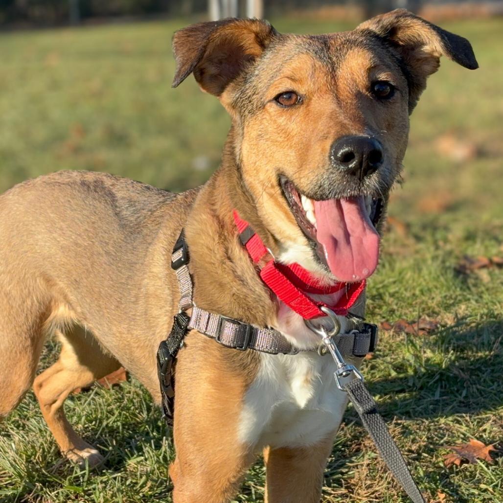 Enlarge Molly, a Adoptable Mixed Breed in South Burlington, VT image 3/6