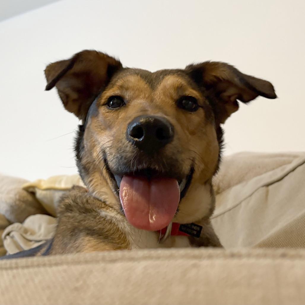 Enlarge Molly, a Adoptable Mixed Breed in South Burlington, VT image 4/6