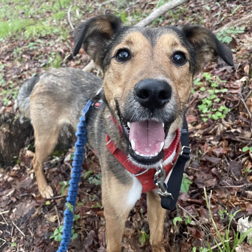 Enlarge Molly, a Adoptable Mixed Breed in South Burlington, VT image 5/6