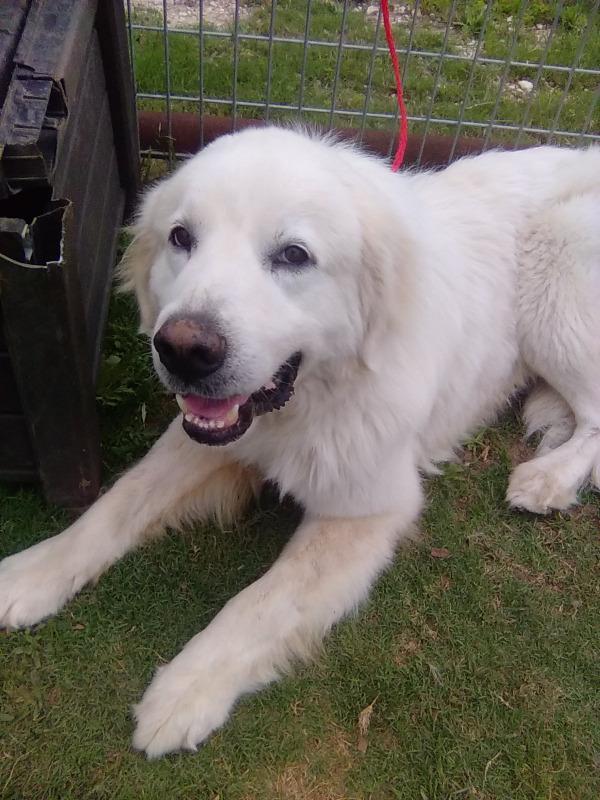 Enlarge Pancake, a Adoptable Great Pyrenees in Farmington, CT image 2/3