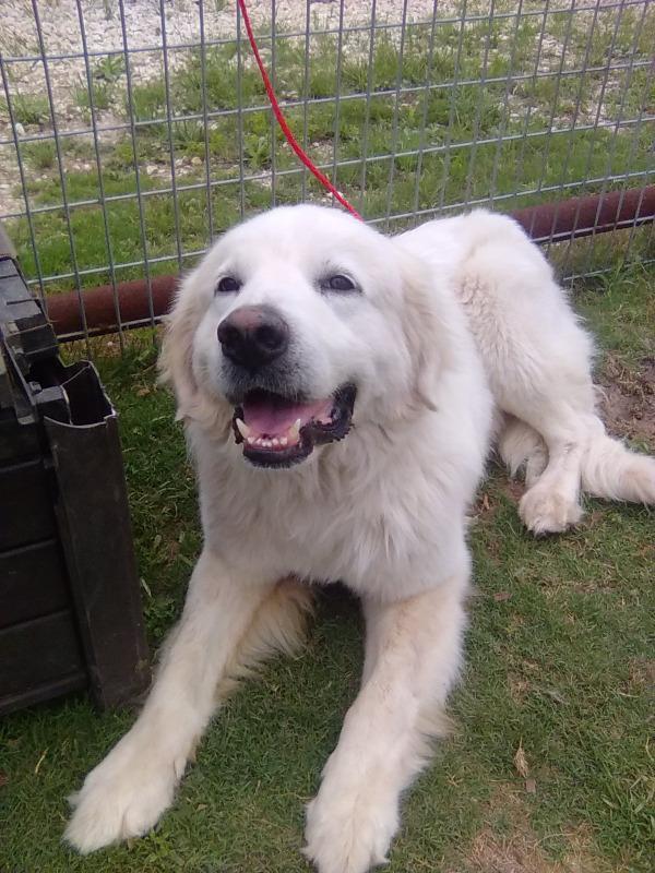 Enlarge Pancake, a Adoptable Great Pyrenees in Farmington, CT image 1/3