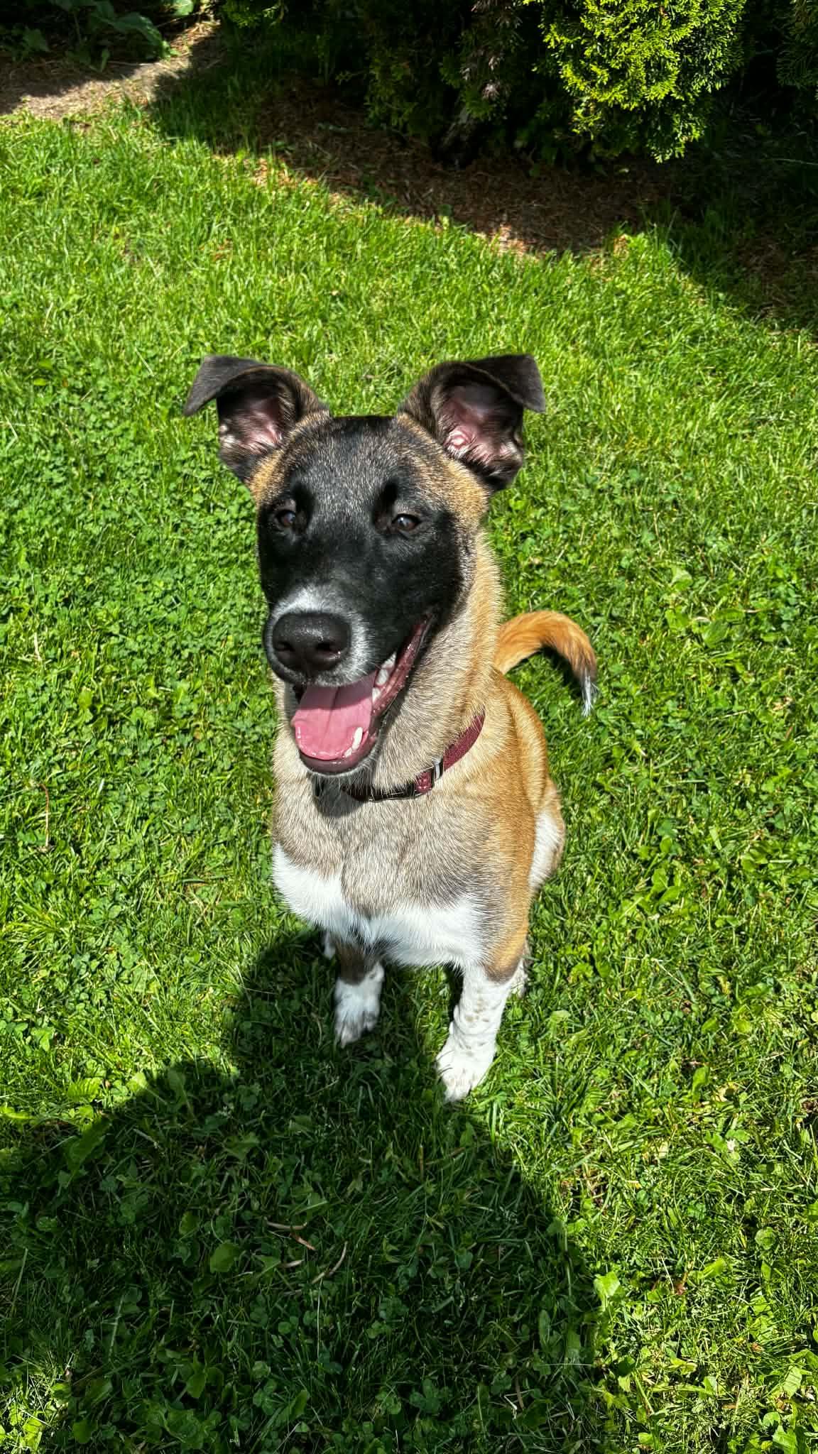 Moose, adoptable, Puppy Male Shepherd & Belgian Shepherd / Malinois.